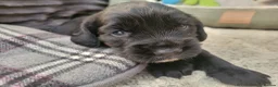 Sprocker dogs for sale: Beautiful, healthy Spaniel puppies. in Dover - Advert 37