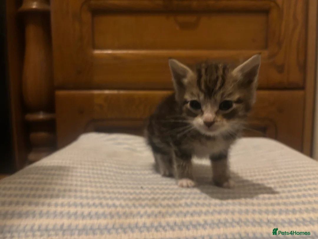 Mixed Breed cats for sale: 3 kittens for sale - Advert 9