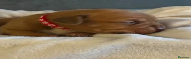 Dogue De Bordeaux 1