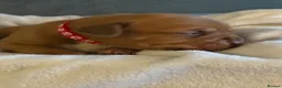 Dogue De Bordeaux dogs for sale: Dogue de Bordeaux  - Advert 2