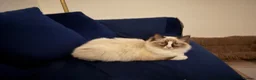 Ragdoll cats for sale: Ragdoll siblings to go to a home together.  - Advert 8