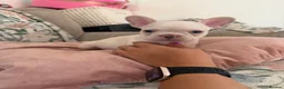 French Bulldog dogs for sale: KC reg French bulldogs Ready 7th August ❤️❤️❤️ - Advert 7