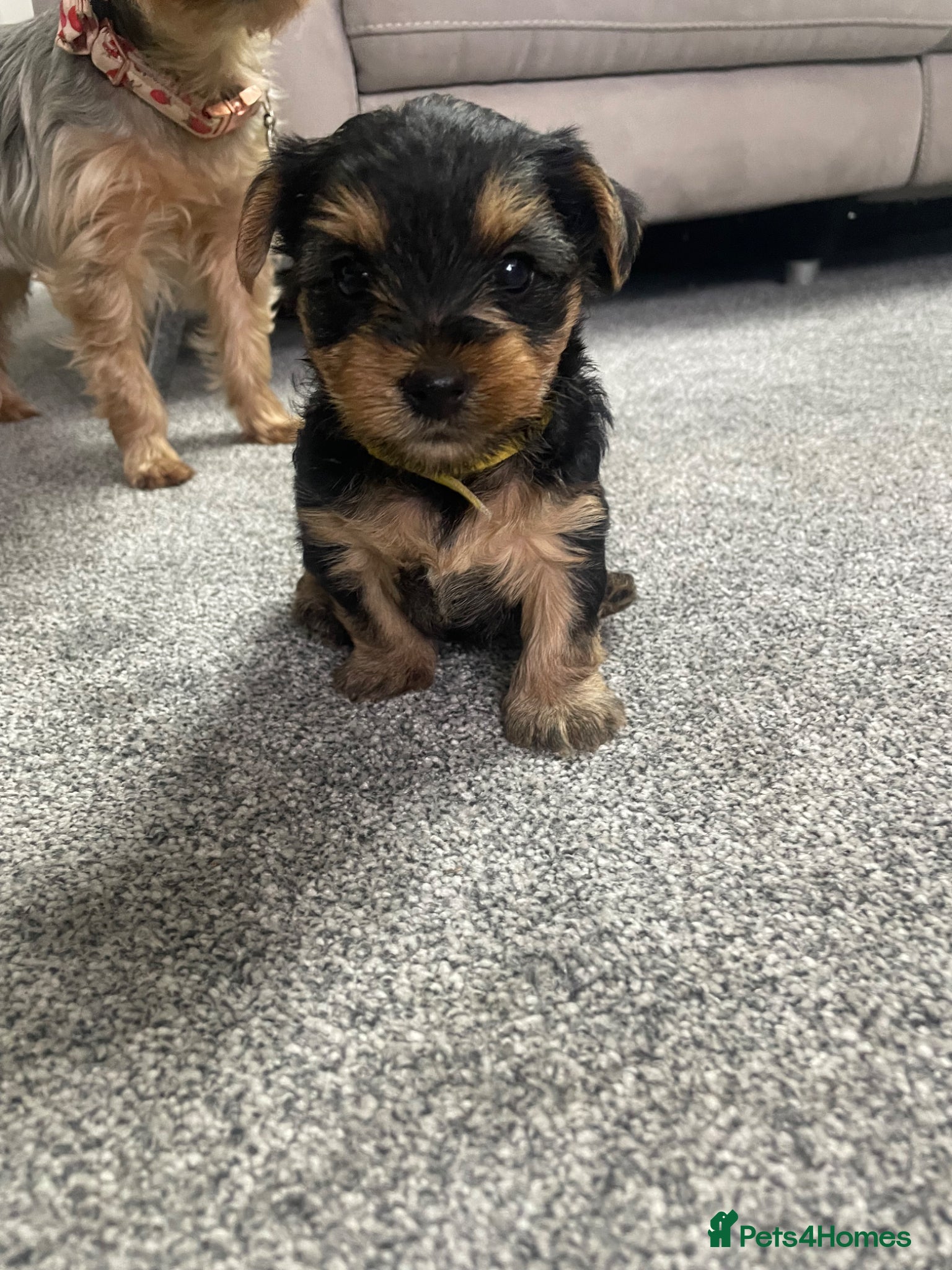 Yorkshire Terrier dogs Yorkshire Terrier puppies for sale - Advert 11