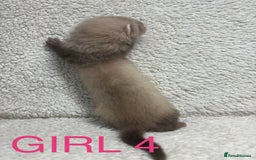 Ferret rodents for sale: ferret kits (1 girl left) - Image 3