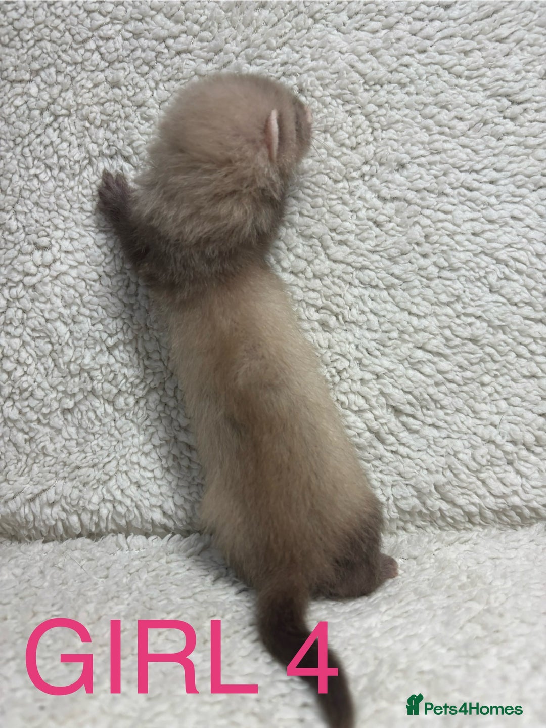 Ferret rodents for sale: ferret kits (1 girl left) - Image 3