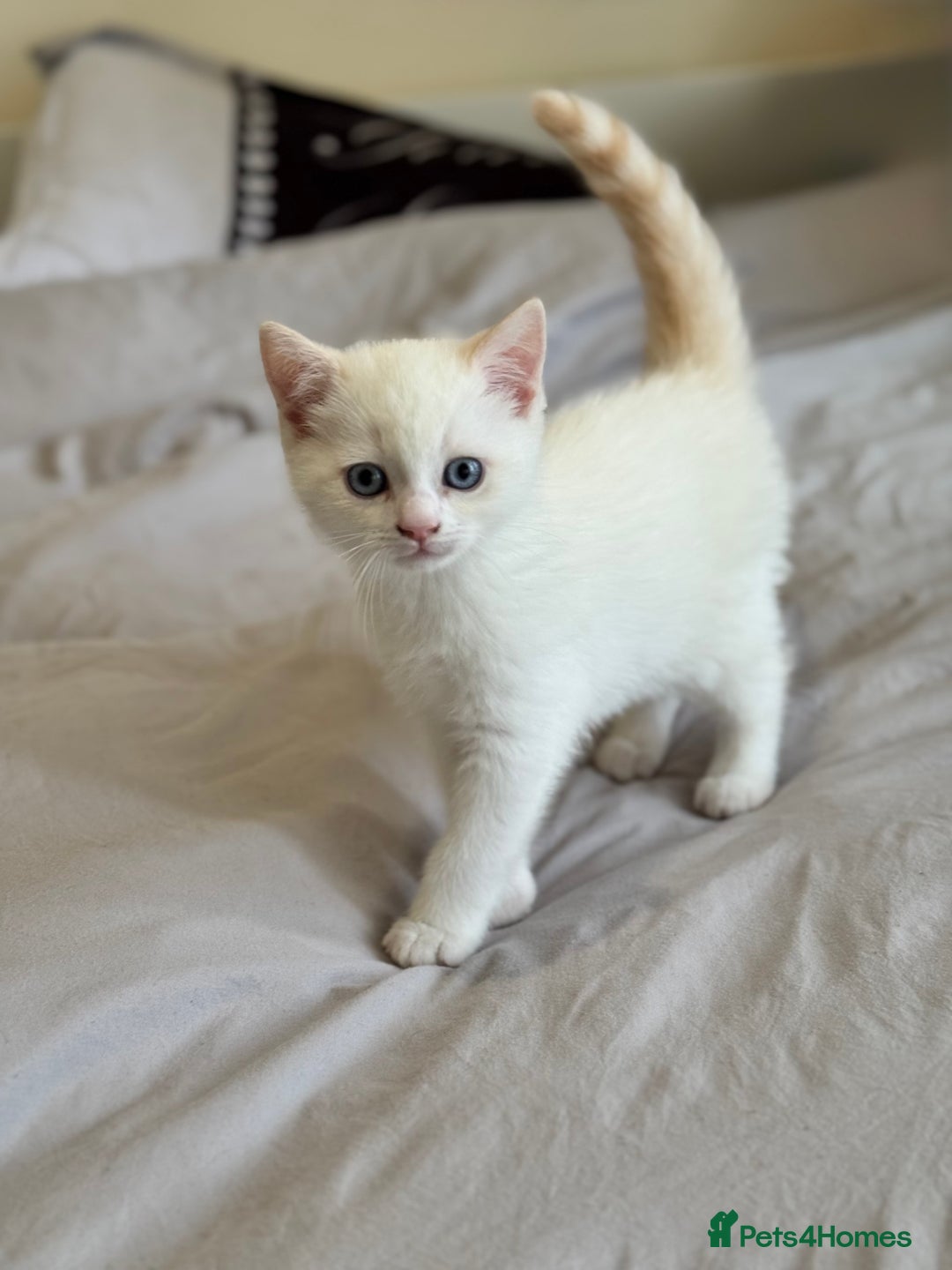 British Shorthair cats for sale: British shorthair kittens - Image 4