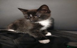 Russian Blue cats for sale: Three Beautiful Male Kittens - Image 1