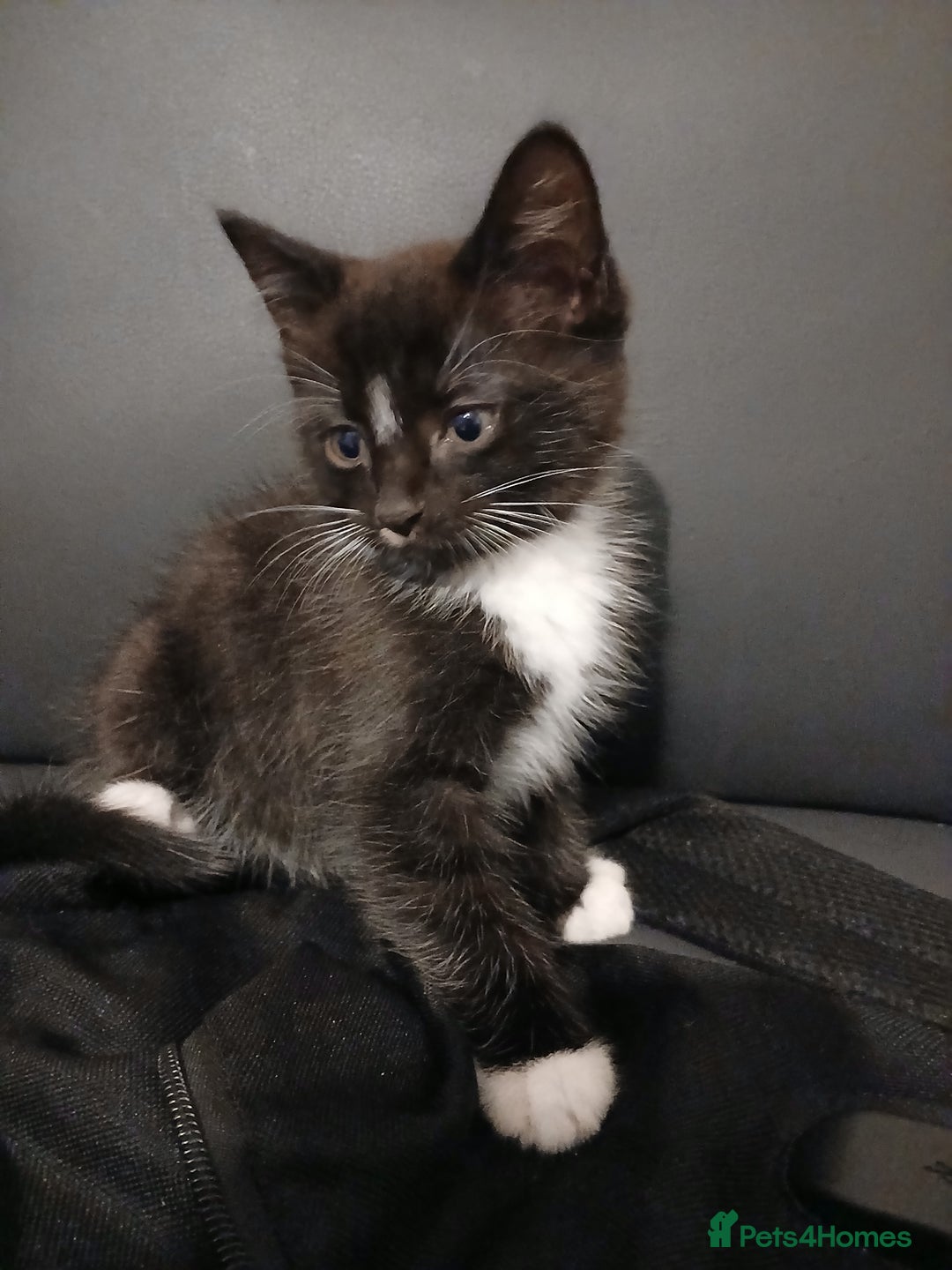 Russian Blue cats for sale: Three Beautiful Male Kittens - Image 1