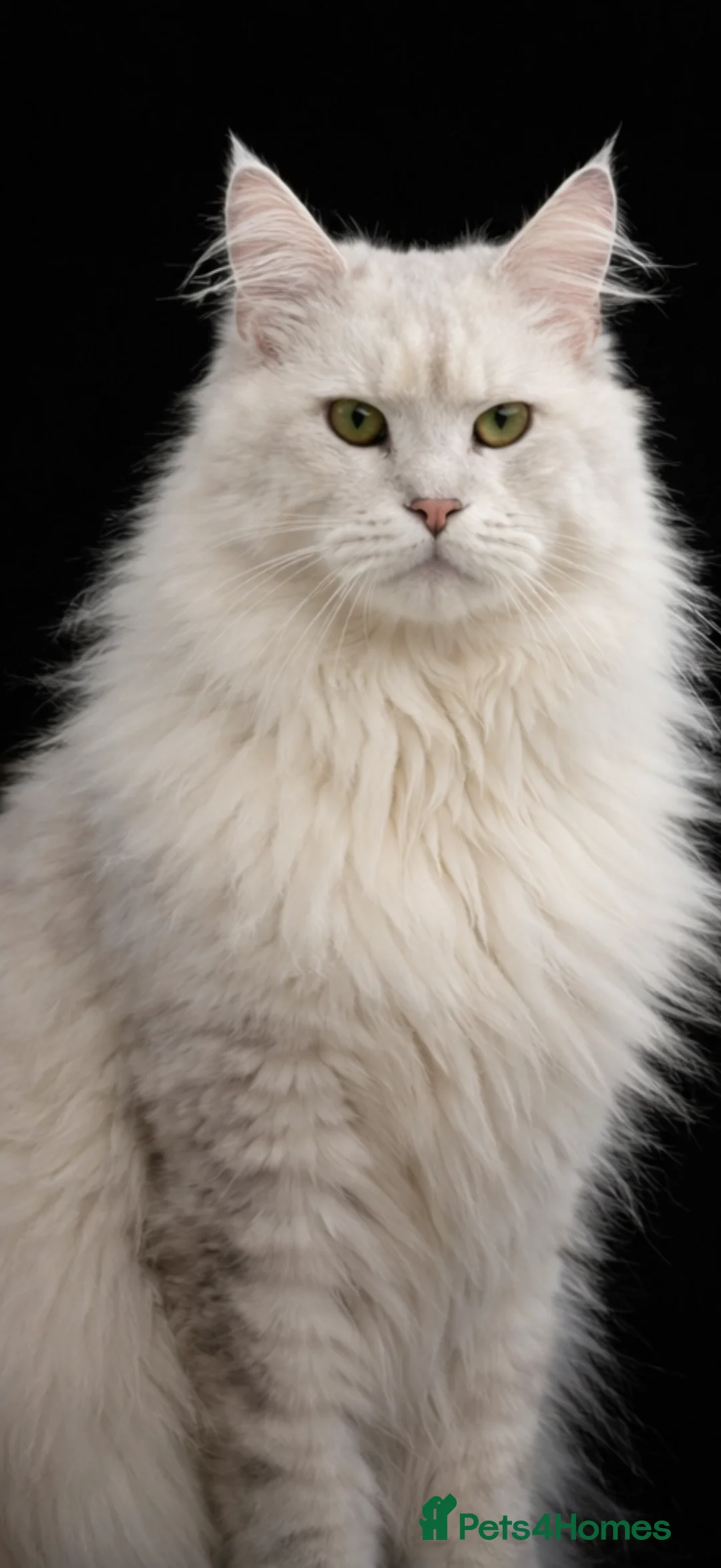 Maine Coon cats for stud: Blue silver shaded Maine coon - Advert 1