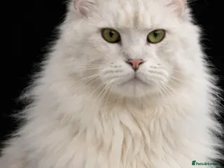 Maine Coon cats Blue silver shaded Maine coon - Advert 8