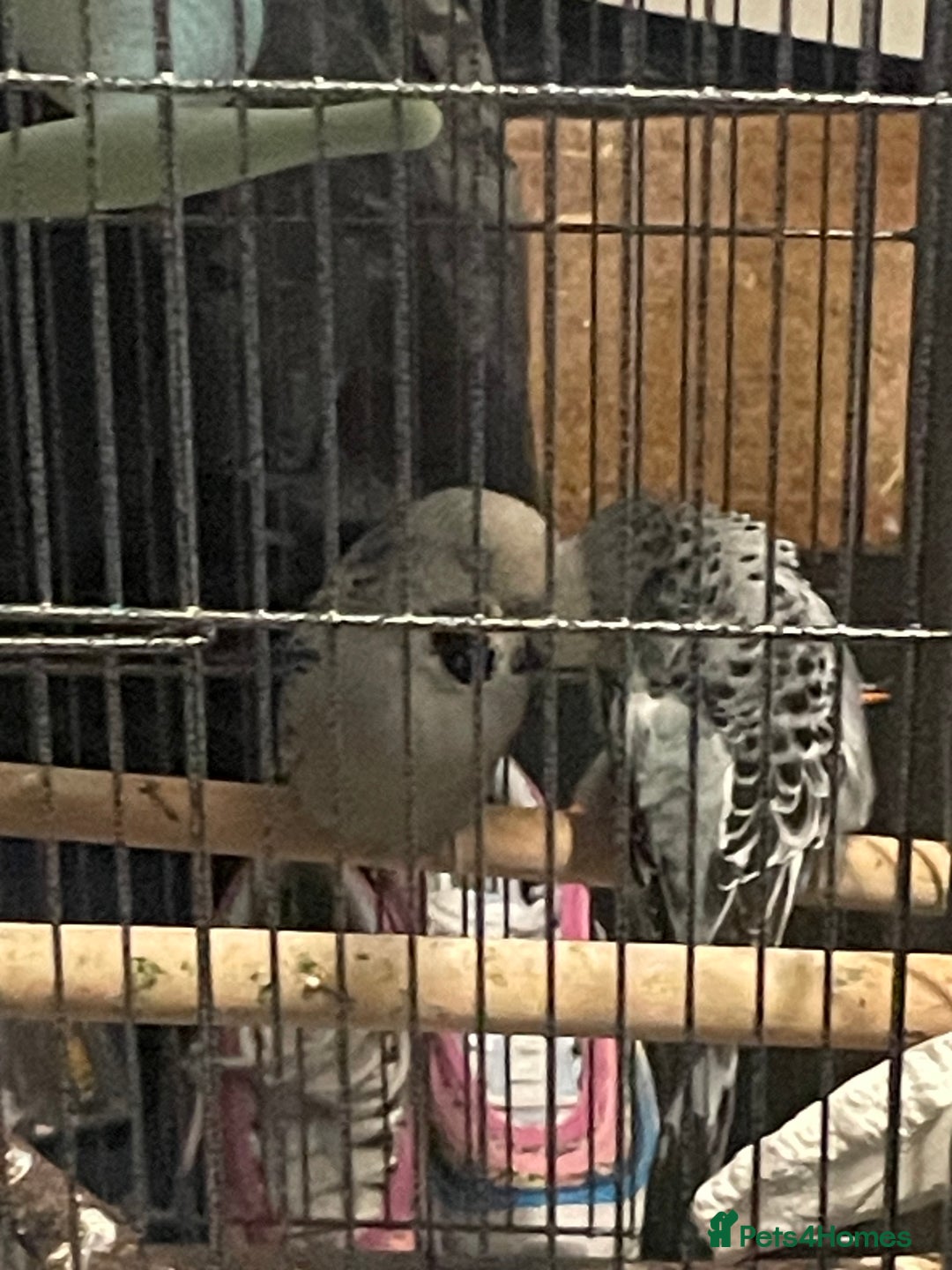 Budgerigars birds for sale: Make and female budgies  - Advert 1