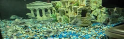 Cichlids fish for sale: Polar blue parrots in Aylesbury - Advert 5