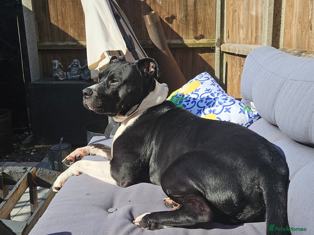 Mixed Breed dogs for sale: Staffordshire bull terrior x American bull dog - Image 6