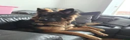 German Shepherd dogs for sale: 1 year old German Shepard in Paisley - Advert 4