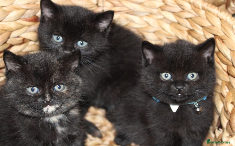 Mixed Breed cats - Advert 3