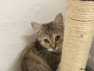 Mixed Breed cats Bellatrix - Advert 2