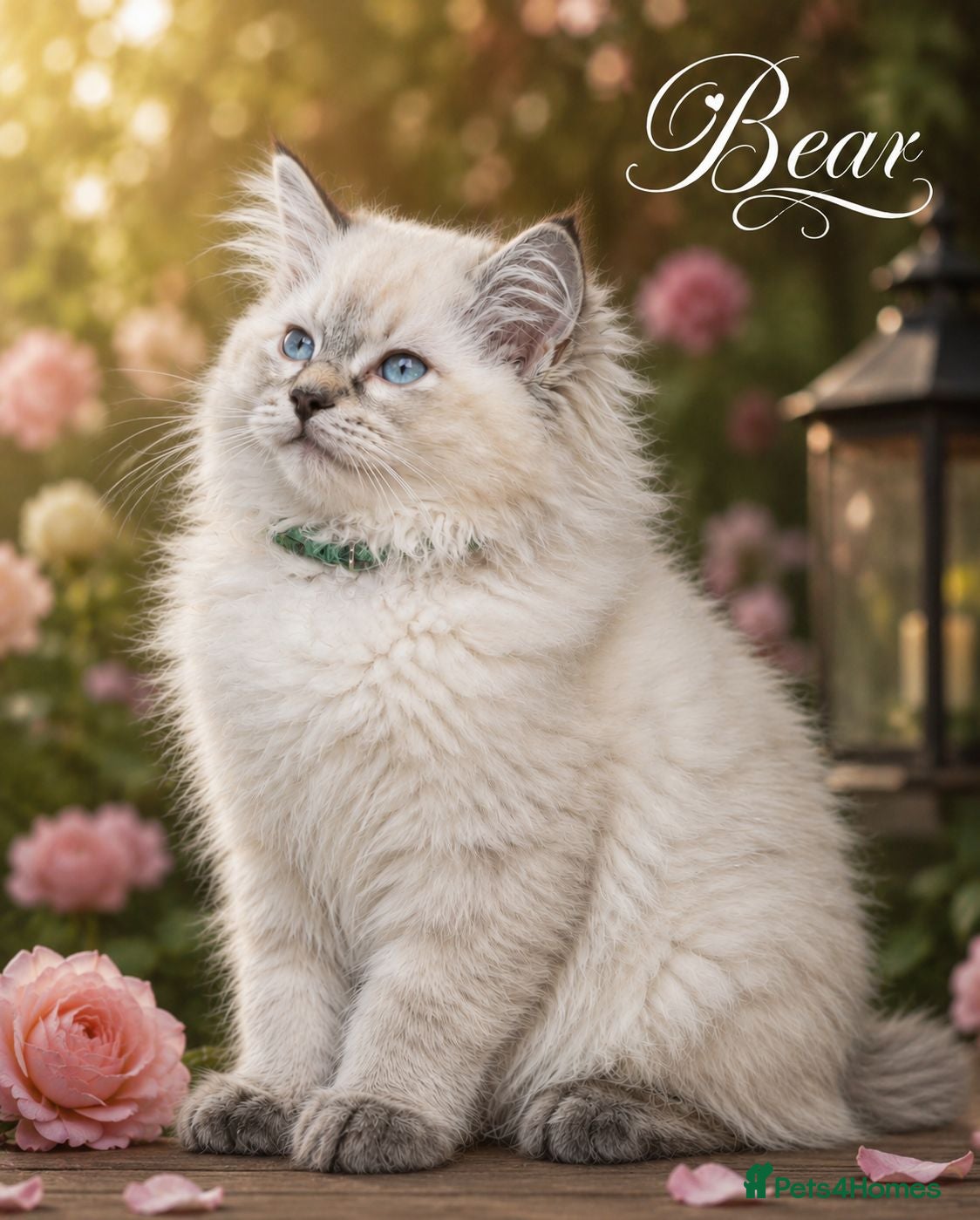 Ragdoll cats READY TO LEAVE - 2 Stunning TICA-Reg Ragdoll Boys - Advert 2