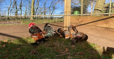Chickens poultry in Ashbourne - Advert 3