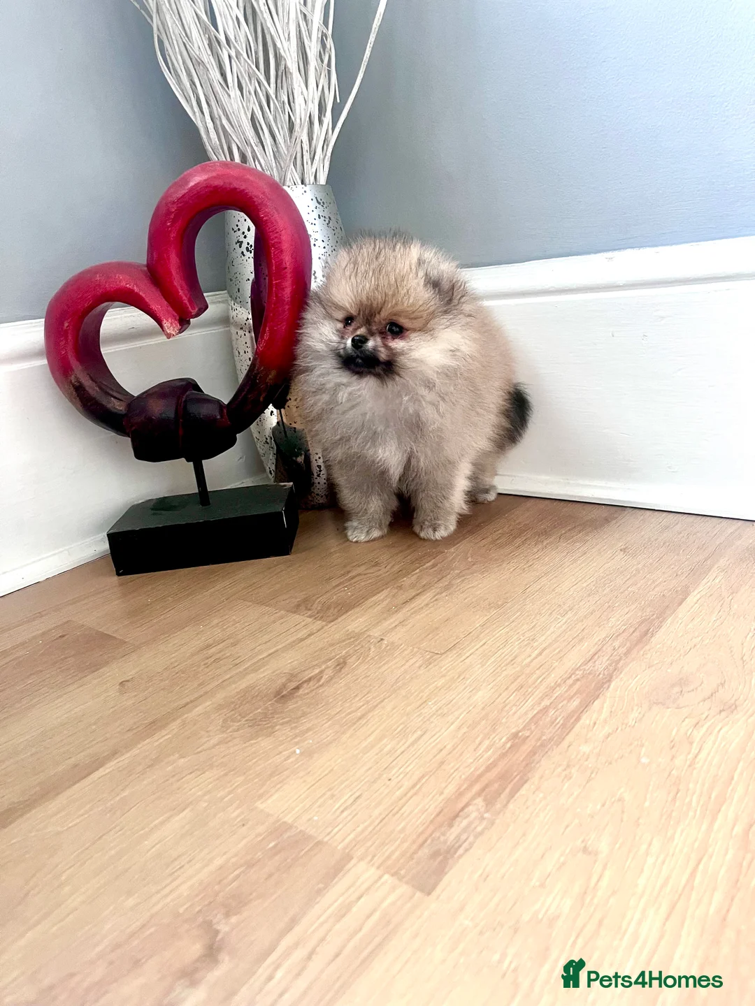 Pomeranian dogs for sale: Top Quality 🏆Championship 🧸Teddy Bear - Advert 4