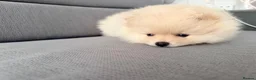 Pomeranian dogs for sale: 🌟 Luxury Pomeranian Puppies 🌟  - Advert 4