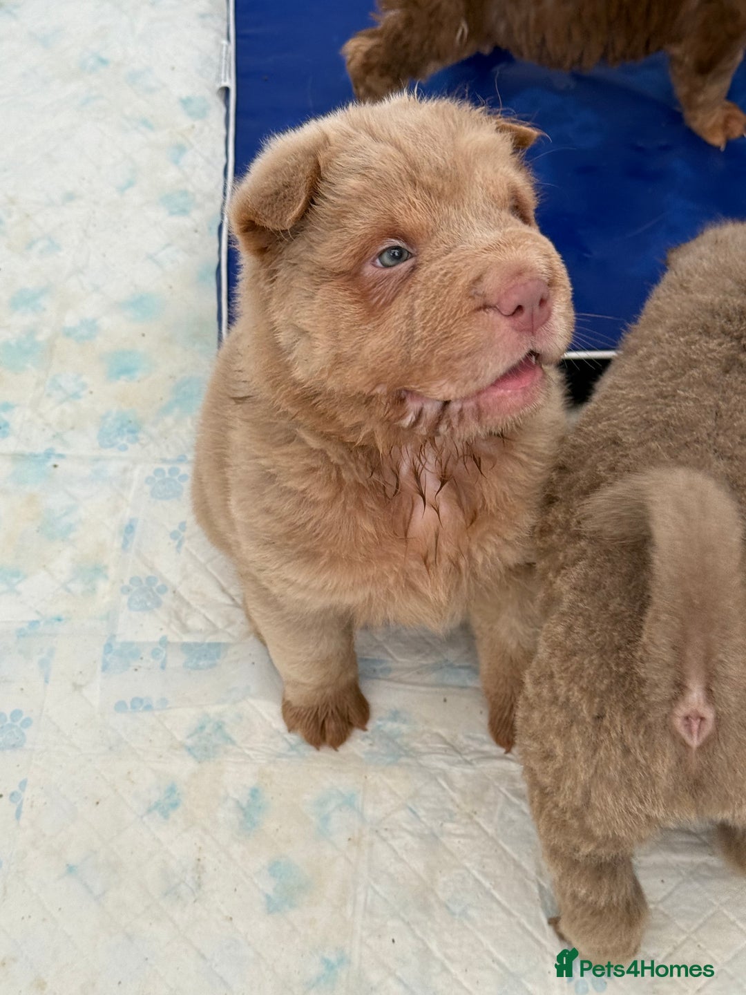 Shar Pei dogs for stud: Casanova - Tan pointed flower bear coat 🏆 - Image 4