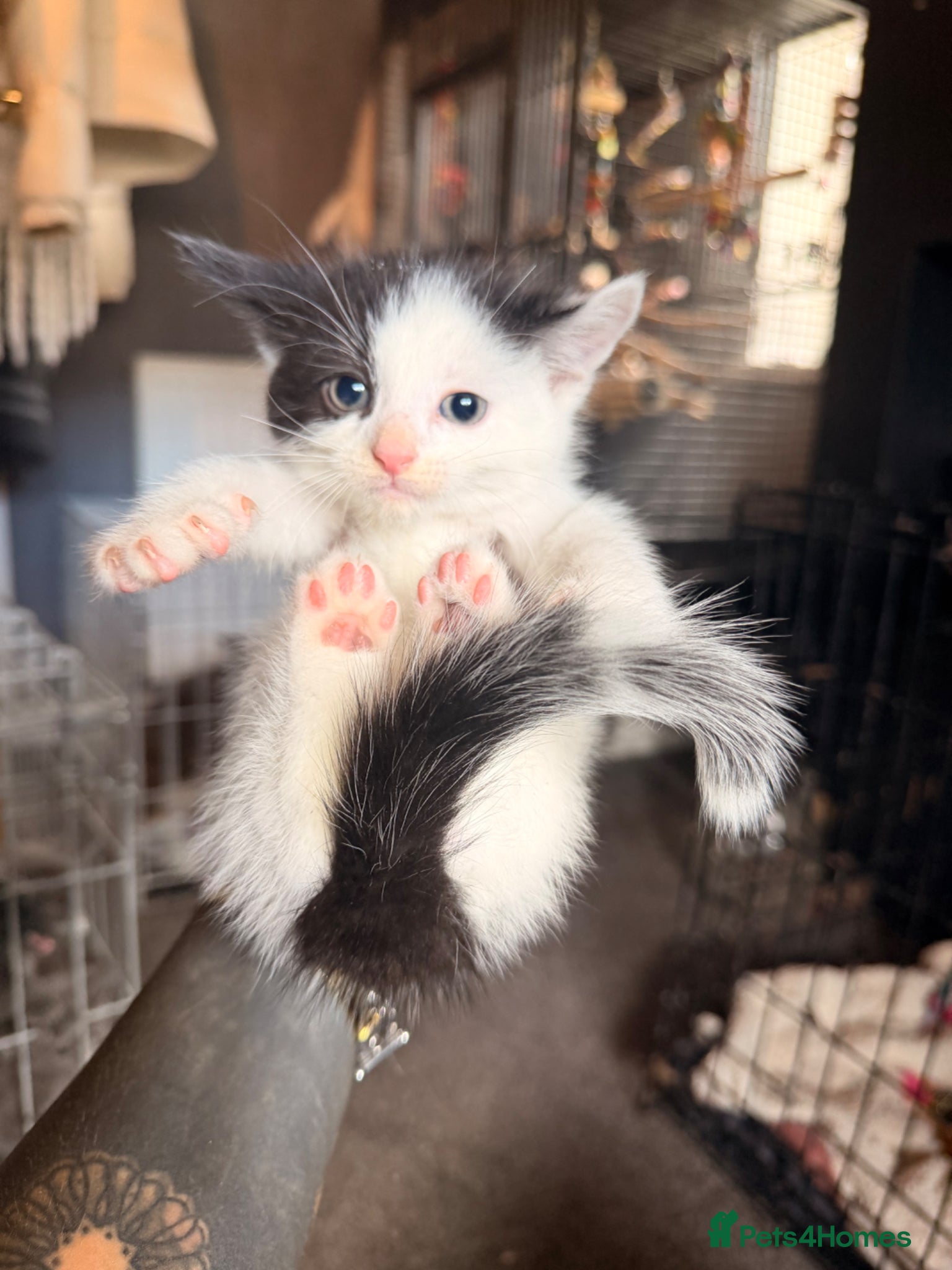 British Shorthair cats for sale: *** STUNNING KITTENS **** - Advert 6