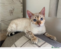 Bengal cats - Advert 7