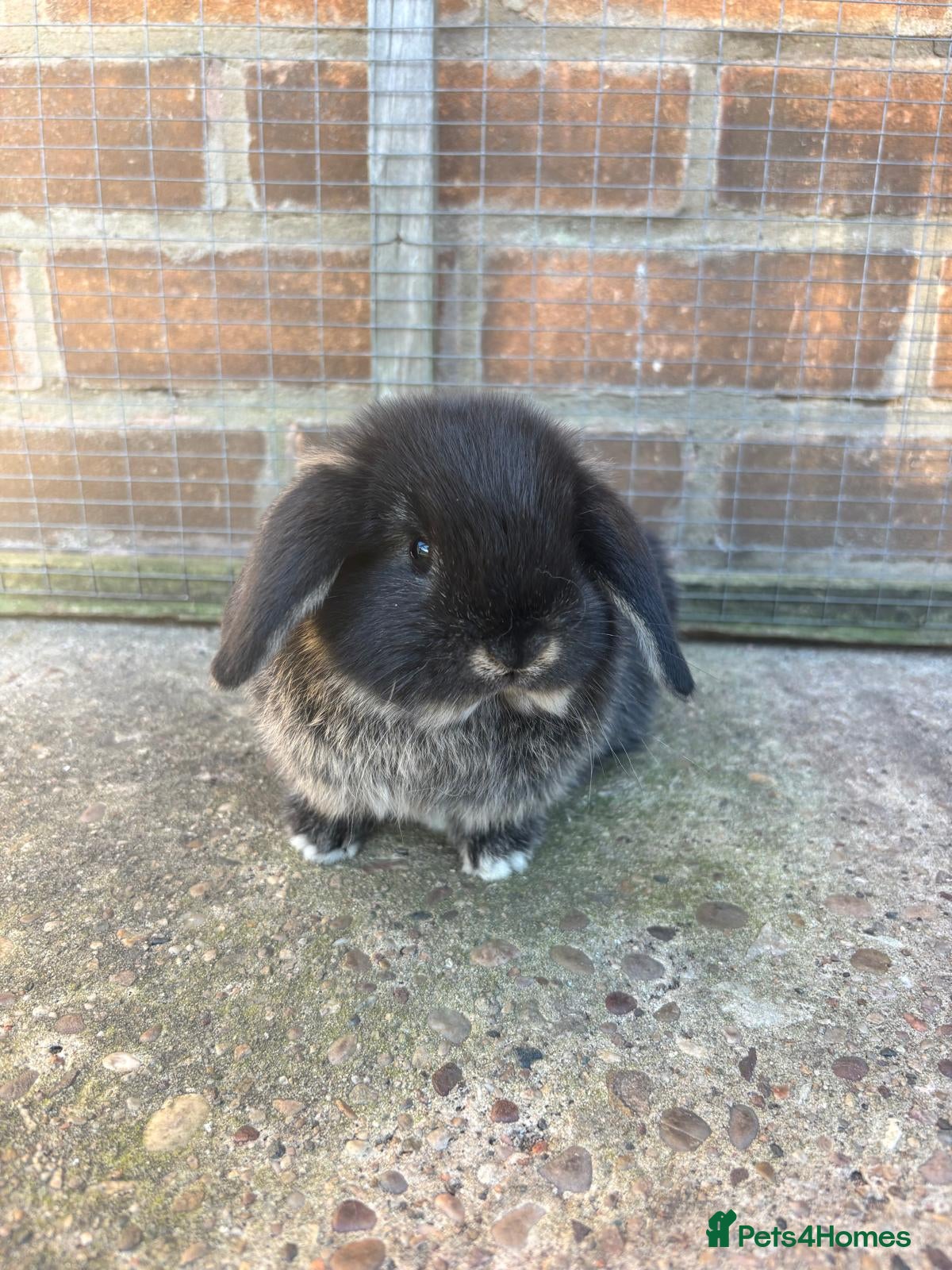 Mini Lop rabbits 1 female mini lop ready to reserve  - Advert 8