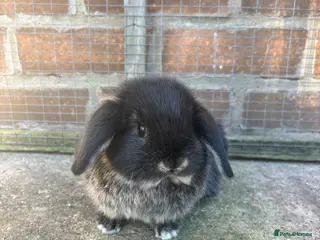 Mini Lop rabbits 1 female mini lop ready to reserve - Advert 8
