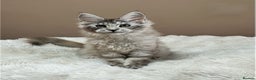 Maine Coon cats for sale: Tica Registered maine coon kitten -  - Advert 2