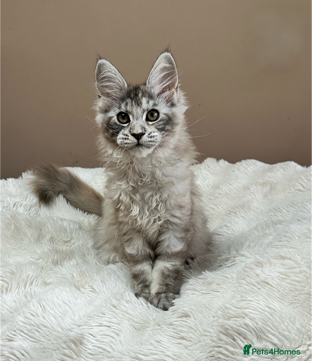 Maine Coon cats for sale: Tica Registered maine coon kitten -  - Advert 2