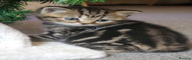 Scottish Fold Kitten 1