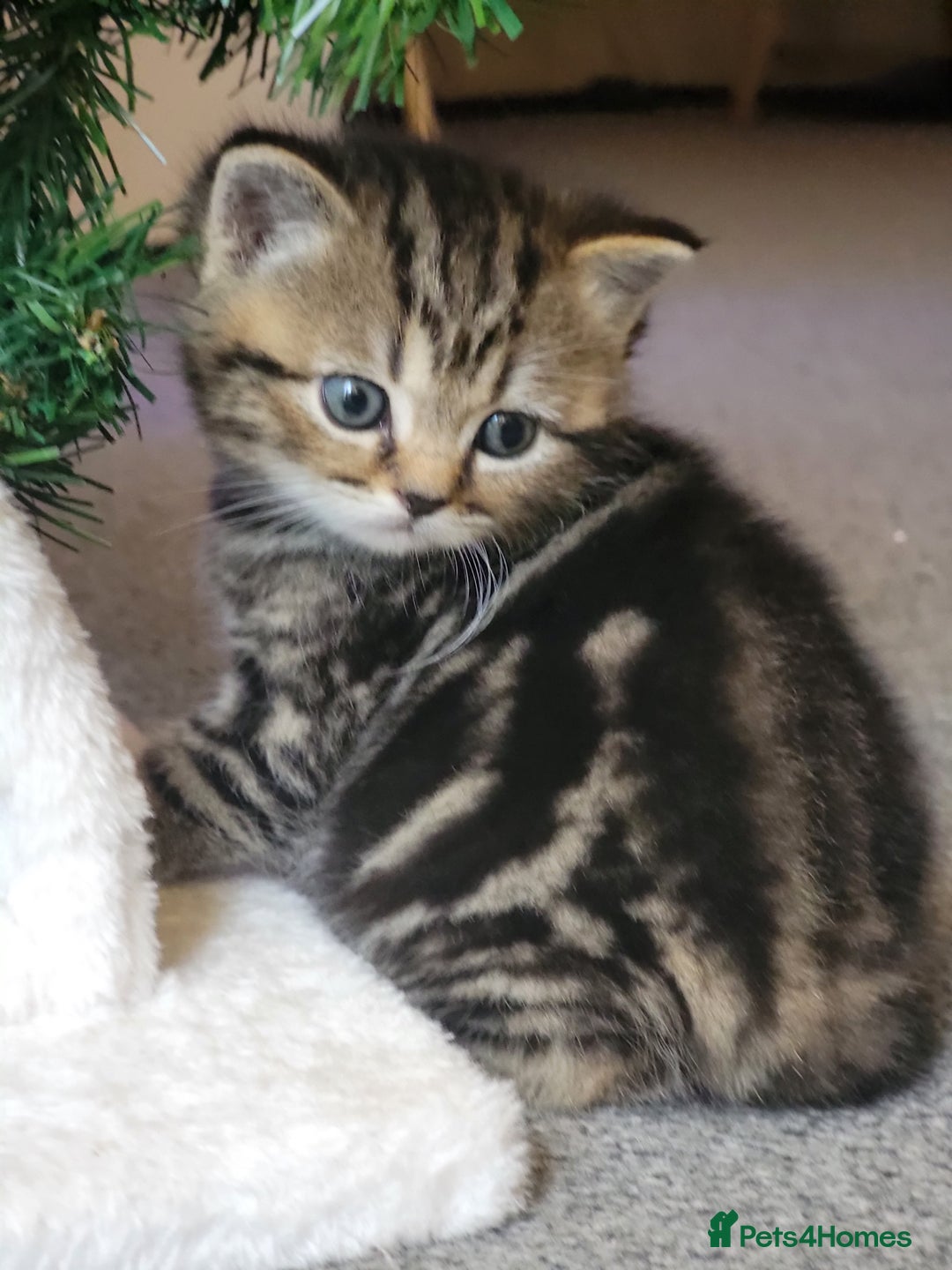 Scottish Fold cats for sale: Scottish fold - Advert 9