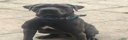 Cane Corso dogs for sale: 10 month old cane corso - Advert 2