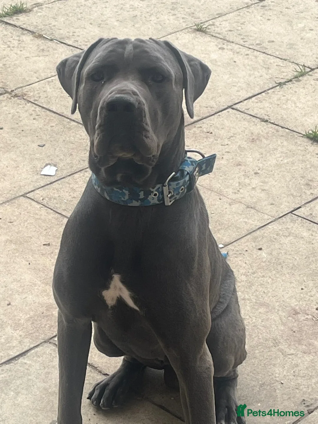 Cane Corso dogs for sale: 10 month old cane corso - Advert 2