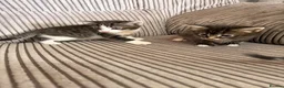 Bengal cats for sale: Beautiful half Bengal x kittens  in Manchester - Advert 16