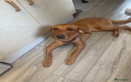 Labrador Retriever dogs for sale: 11month Fox red lab pup- pls read description  - Image 4