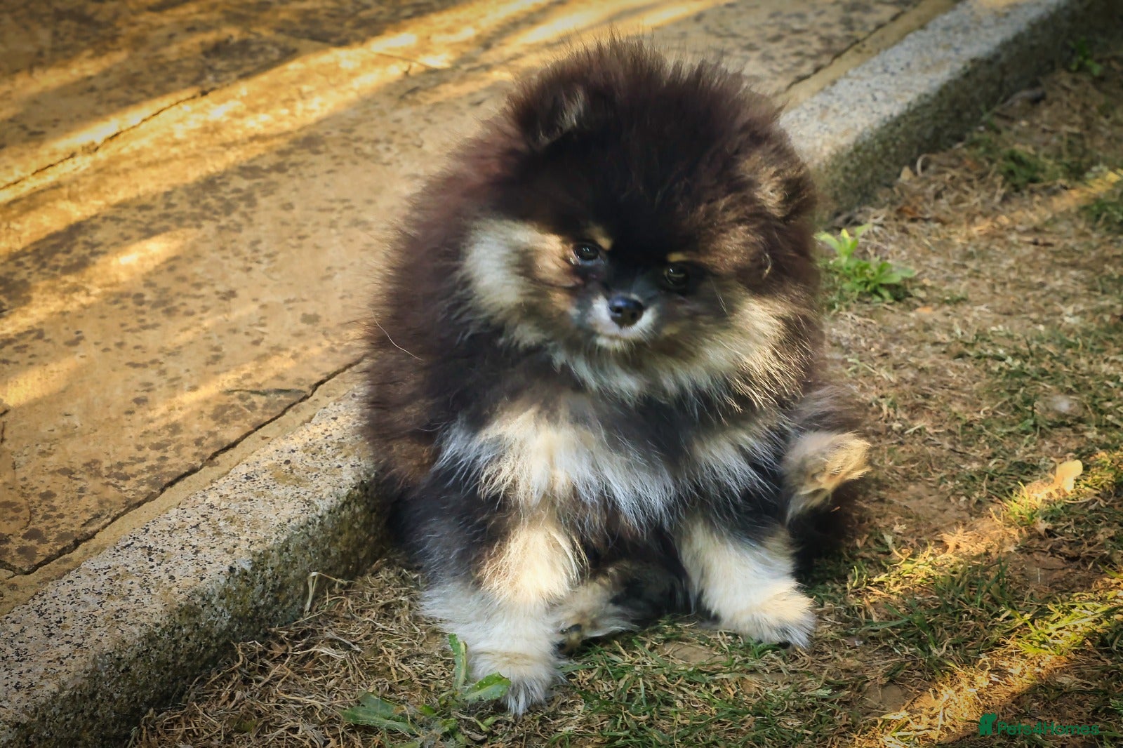 Pomeranian dogs Xclusive KC register pomeranian puppies - Advert 2