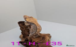 Gecko reptiles for sale: Adult Crested Geckos - Image 11
