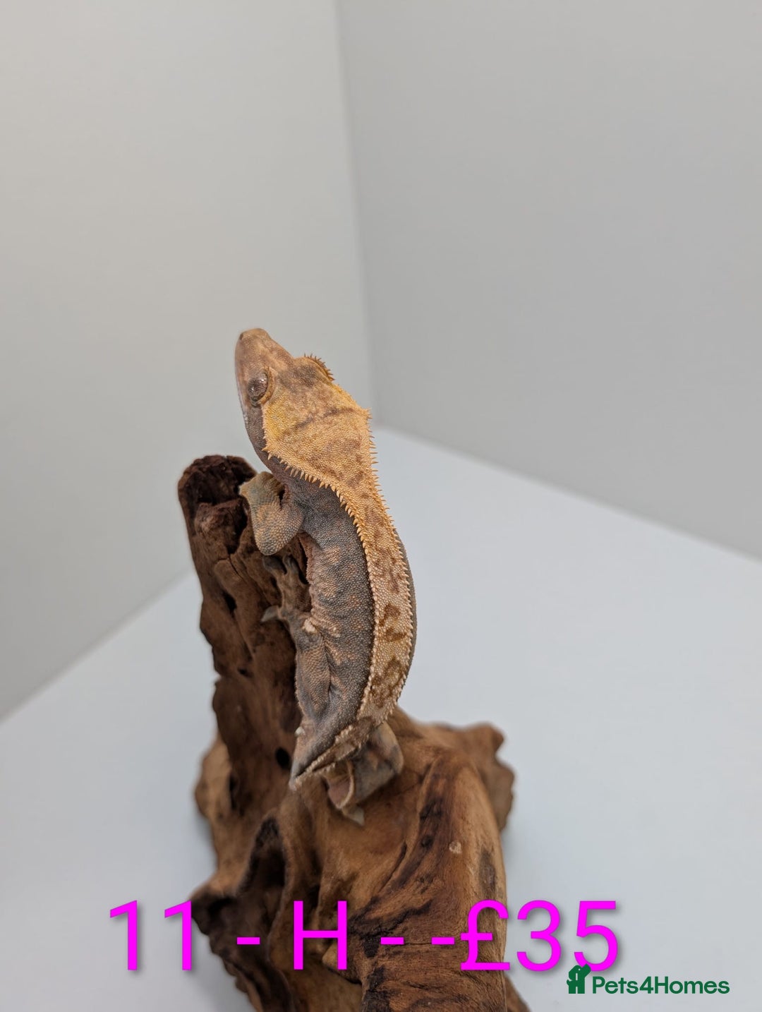 Gecko reptiles for sale: Adult Crested Geckos - Image 11