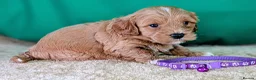 Cavapoochon dogs for sale: Beautiful Cavapoochons - Advert 8