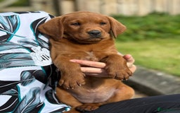 Labrador Retriever dogs for sale: Fox Red /  Mahogany Labradors  - Image 22