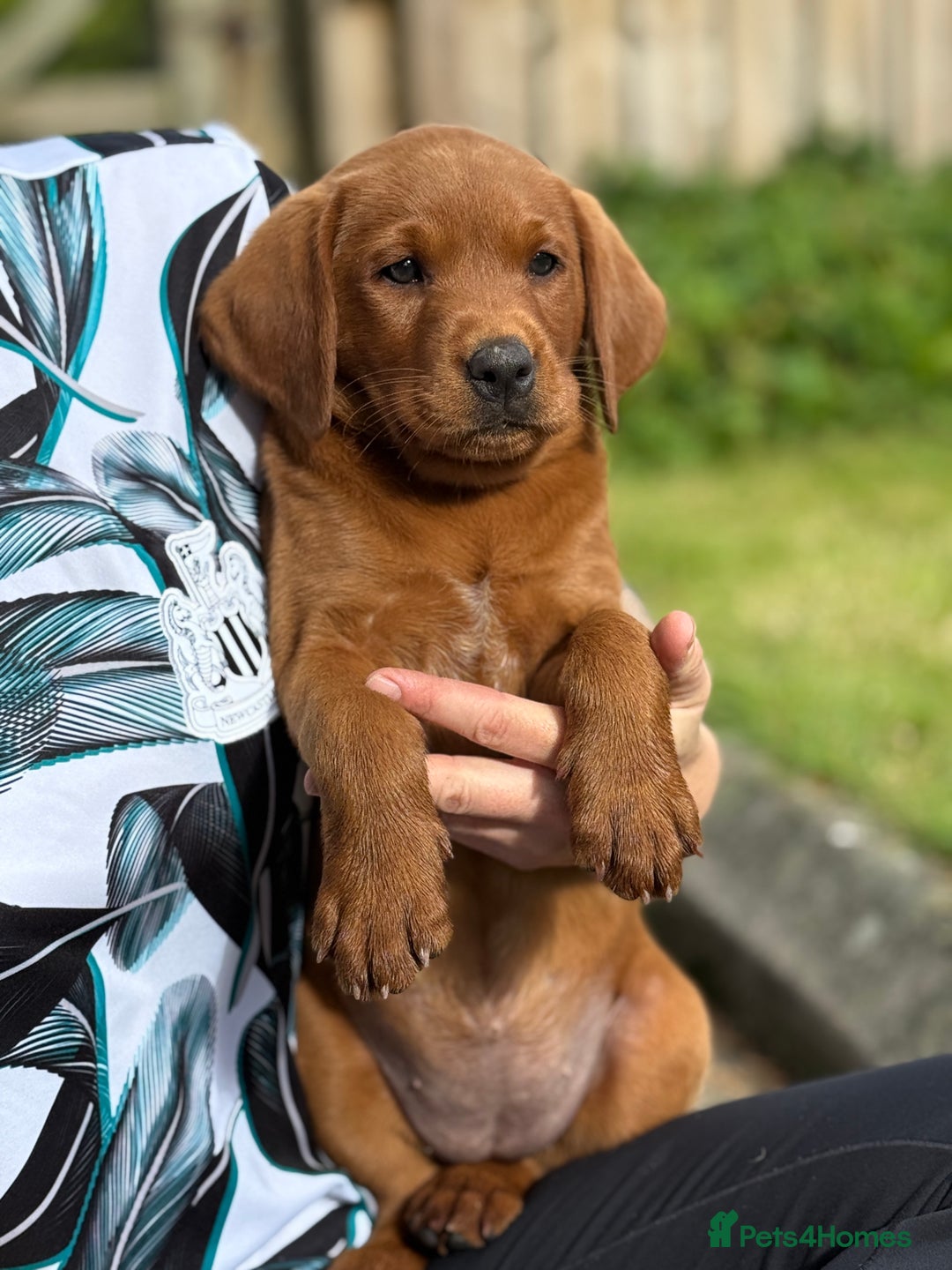 Labrador Retriever dogs for sale: Fox Red /  Mahogany Labradors  - Image 22