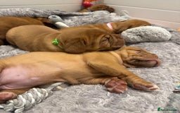 Dogue De Bordeaux dogs for sale: Stunning Quality Dogue de Bordeaux Puppies - Image 3