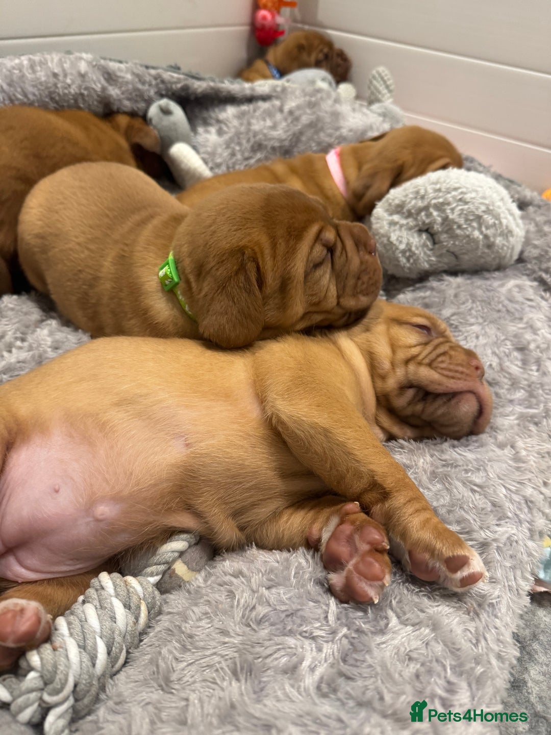 Dogue De Bordeaux dogs for sale: Stunning Quality Dogue de Bordeaux Puppies - Image 3