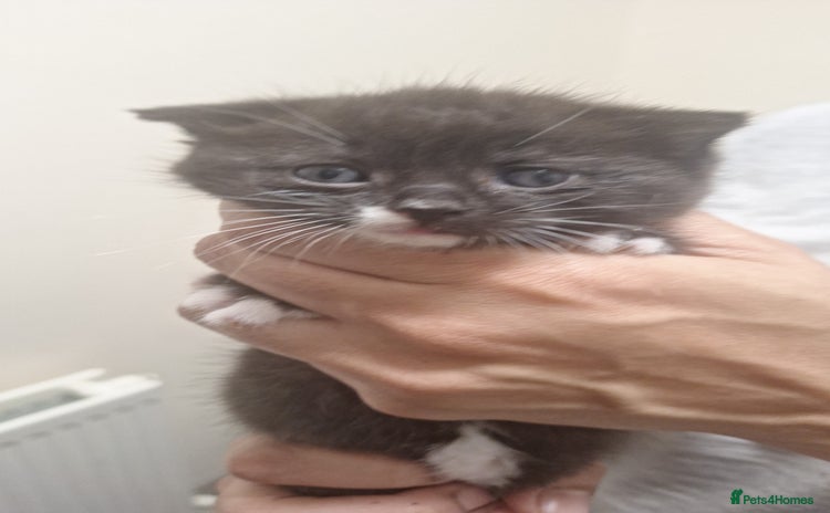 Mixed Breed cats 3 gorgeous kittens 😸  - Advert 9