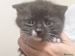 Mixed Breed cats 3 gorgeous kittens 😸 - Advert 3
