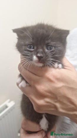 Mixed Breed cats 3 gorgeous kittens 😸 - Advert 9