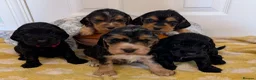 Cocker Spaniel dogs for sale: Kc Health Tested Show Type Cocker Spaniel Puppies - Advert 5