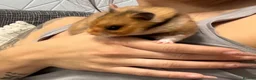 Hamster rodents for sale: Female Syrian Hamster  - Advert 3